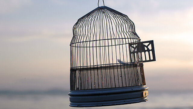 open bird cage